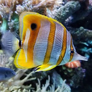 Meet your Posher, Alexandria